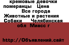 кремовые девочки померанцы › Цена ­ 30 000 - Все города Животные и растения » Собаки   . Челябинская обл.,Миасс г.